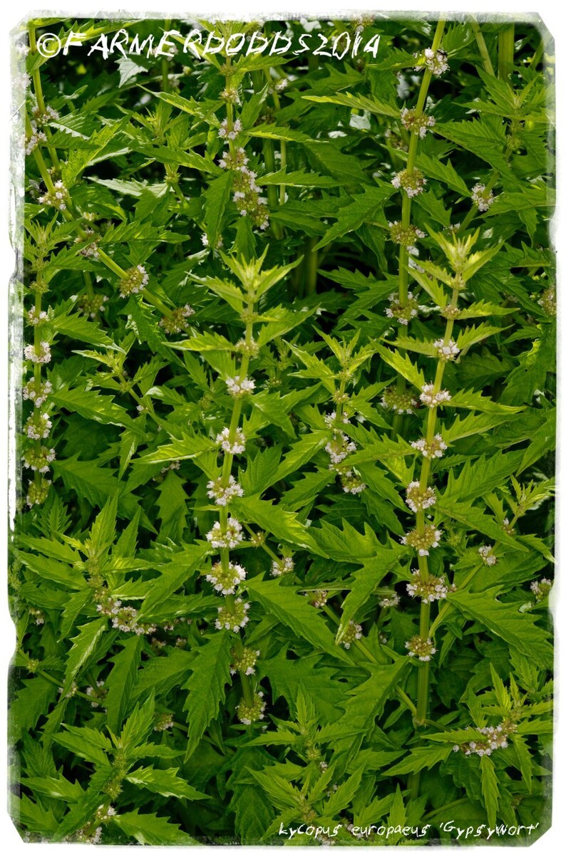Anthriscus sylvestris /'Cow Parsley’ SEEDS 200 Ex. Co. Durham, England