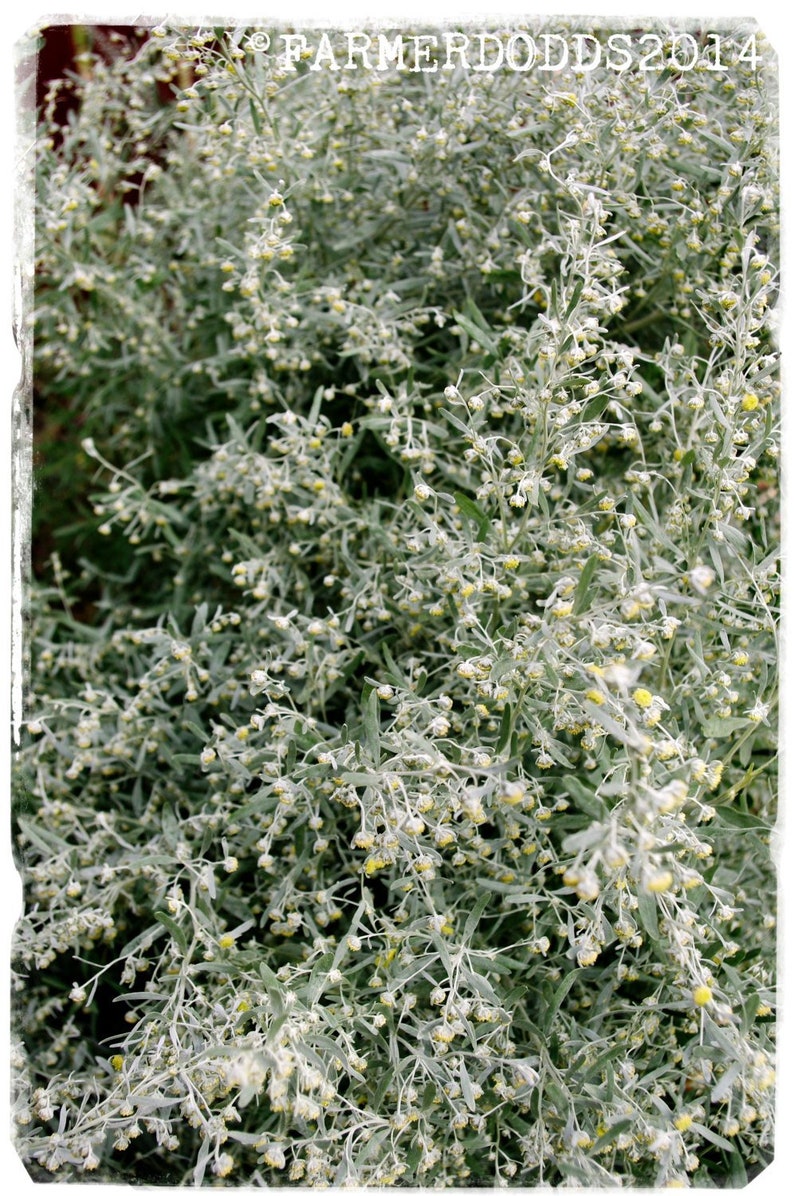 Artemisia vulgaris ‘Mugwort’ Ex. Co. Durham, England 1000 SEEDS