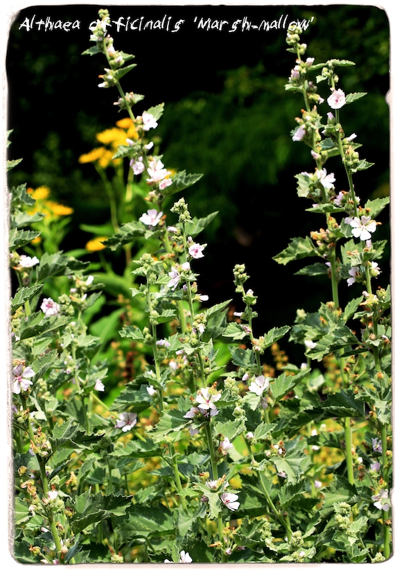 SEEDS Ex. Suffolk, England 100 Althaea officinalis /'Marshmallow/'