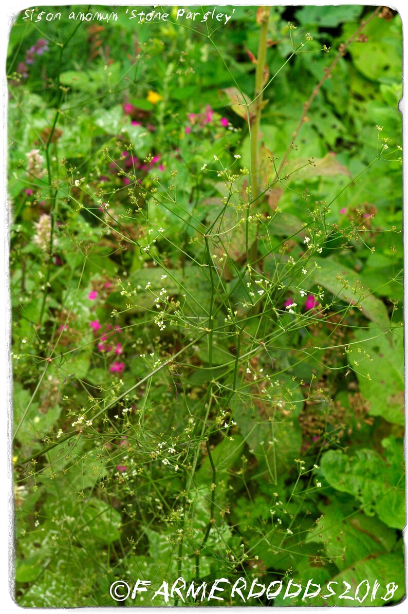 Anthriscus sylvestris /'Cow Parsley’ SEEDS 200 Ex. Co. Durham, England