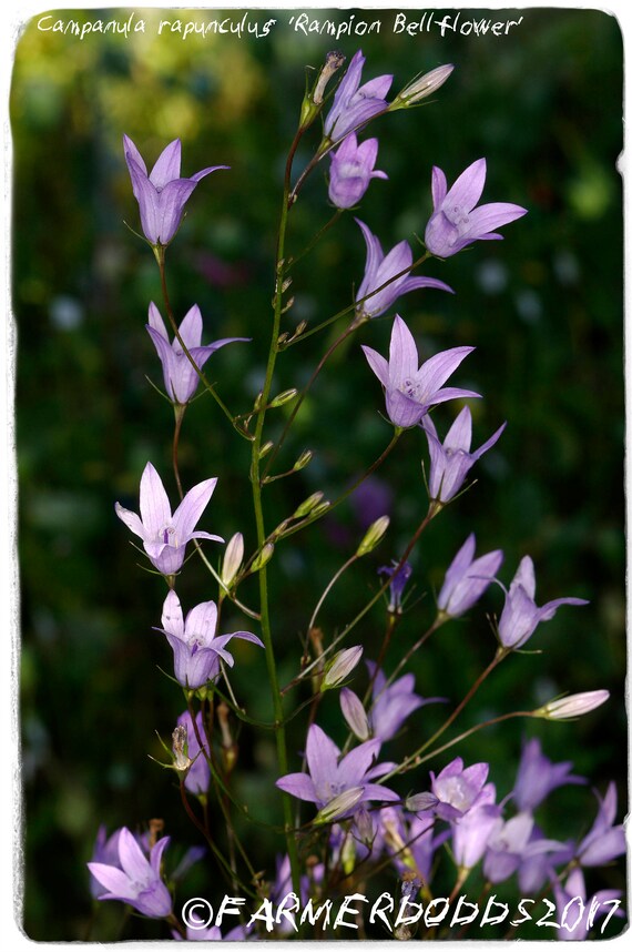 Campanula rapunculus 'Rampion Bellflower 300 SEEDS Etsy