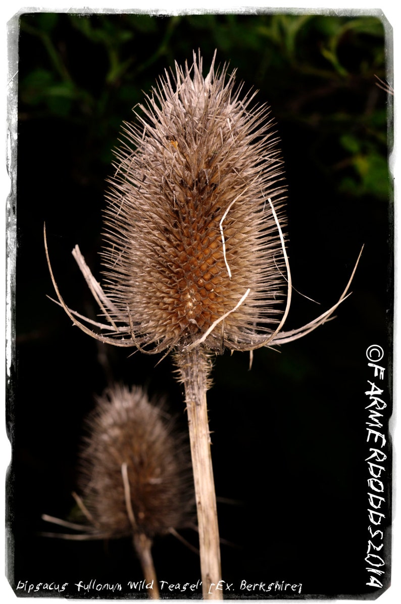 50 COMMON TEASEL seeds 6 to 8 foot tall flower stalks Dipsacus sylvestris