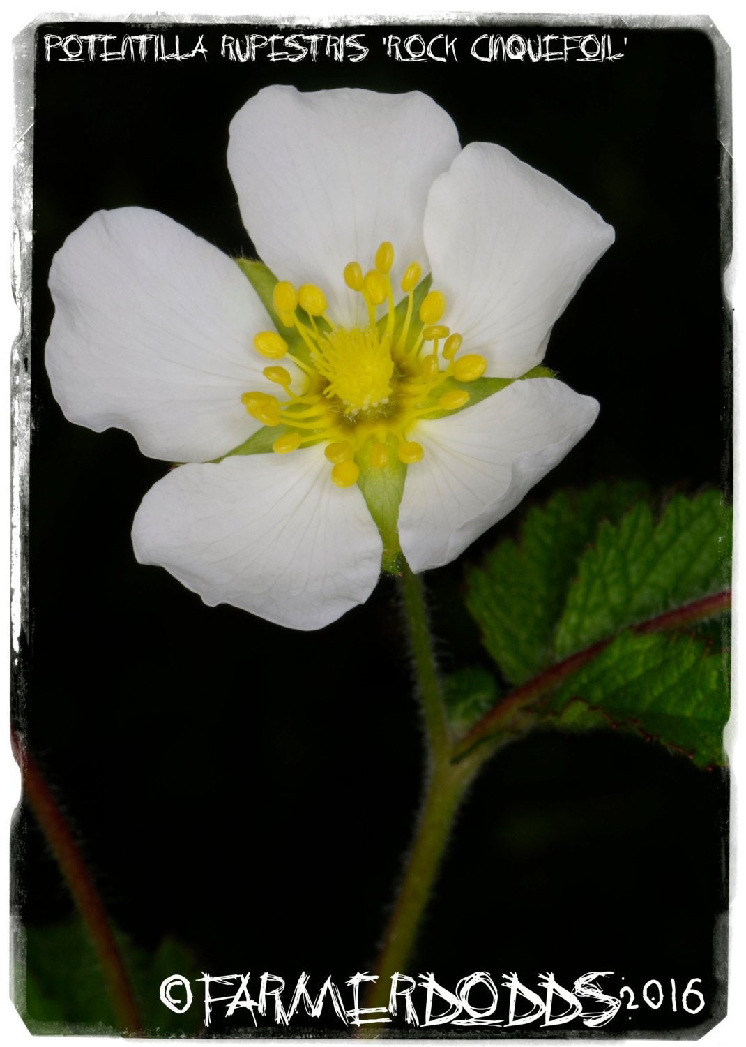 Potentilla rupestris pot 1 litre