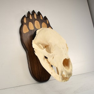 Bear Paw Plaque with Skull Hanger- Standard Hardwood