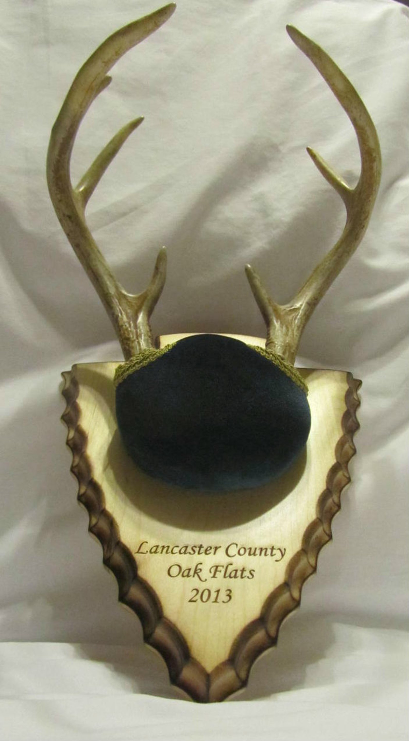 Arrowhead Antler Taxidermy Plaque Engraved Hardwood | Etsy