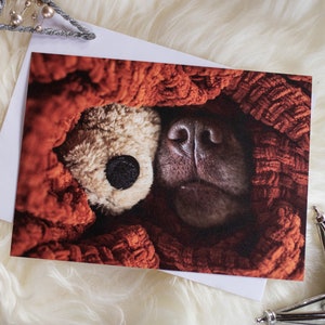 Biglietto d'auguri per amante dei cani, Labrador cioccolato - Natale, compleanno, perdita di un animale domestico, pensando a te, amore e amicizia - 5X7, vuoto, piatto, biglietto fotografico