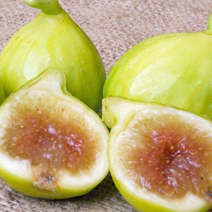 Kadota fig plant cuttings, 6-8 inches long, 4 per order, dormant, fast growing, perennial