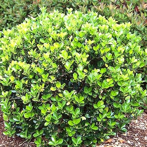 Green Spire Euonymus Japonica bush cuttings, 4 per order, perennial, evergreen bush, 6-8 inches long, evergreen landscape bush. Easy rooting