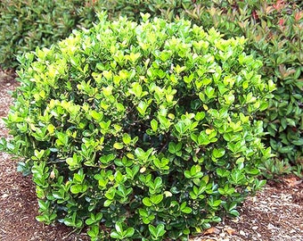 Green Spire Euonymus Japonica bush cuttings, 4 per order, perennial, evergreen bush, 6-8 inches long, evergreen landscape bush. Easy rooting