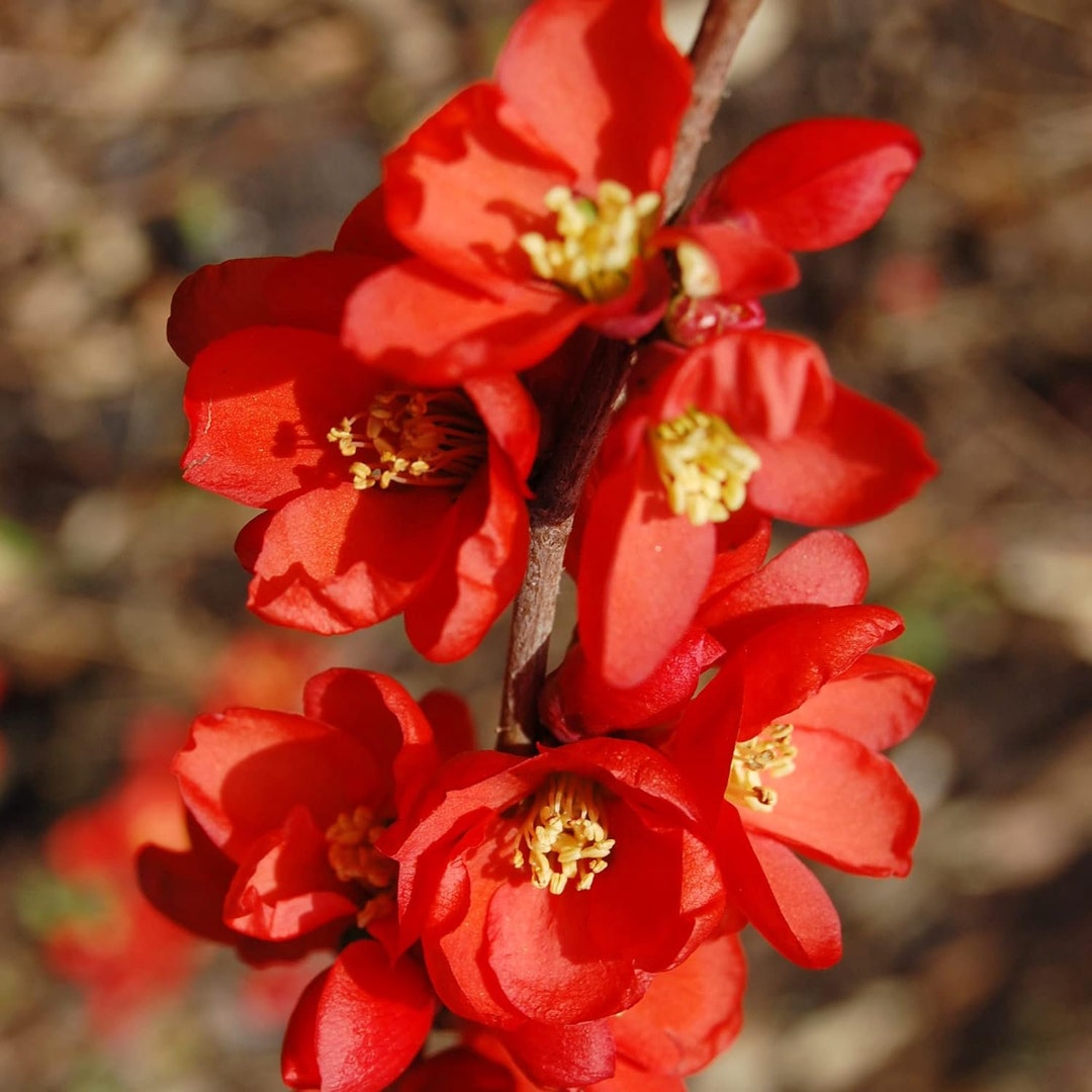 Flowering Quince chaenomeles Cuttings, 68 Inches Long, USDA Growing
