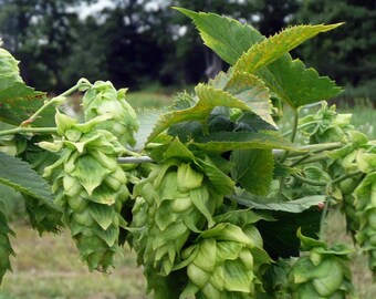 Cascade Hop Bine Cuttings, freshly cut, 6-8 inches long, USDA growing zones 4-8