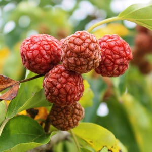 May include: Close-up of a cluster of red and brown berries on a branch with green leaves. The berries have a textured, bumpy surface. The background is blurred, with hints of green and yellow.