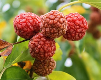 Mandarin Melon Berry cuttings