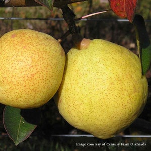 May include: Two ripe pears with yellow skin and small red-brown spots hang from a tree branch. The pears are round and slightly irregular in shape. Green leaves and a red leaf are visible in the background. Image courtesy of Century Farm Orchards.