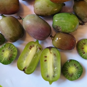 Hardy kiwi cuttings, (actinidia arguta), fast growing, cold hardy, 6-8 inches long, 4 per order, perennial