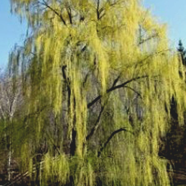 Weeping Willow cuttings