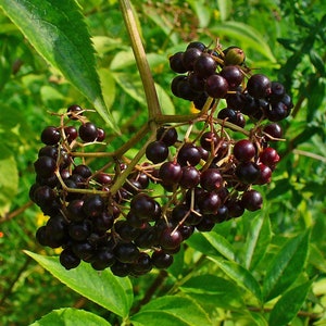 Elderberry cuttings and Planting Guide, easy rooting, fast growing, 8-12 inches long, freshly cut to order, growing zones 3-9. 4 per order