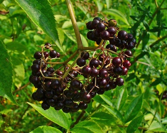 Elderberry cuttings and Planting Guide, easy rooting, fast growing, 8-12 inches long, freshly cut to order, growing zones 3-9.