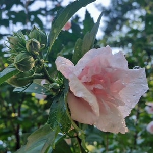 Rose of Sharon cuttings (Hibiscus syriacus) Pink, 4 per order, 8-10 inches long, perennial flowering bush, hardy, dormant