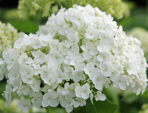 Image of White robe hydrangea bush in full bloom