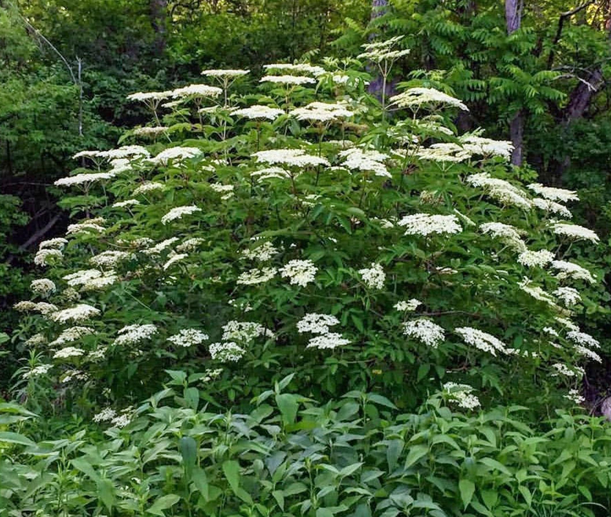 Black Elderberry Plant Fresh Cuttings 6 per order. Fruits in Etsy