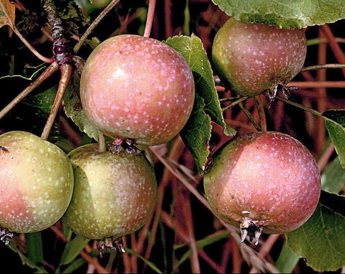 Heirloom Apple Tree Seedling, malus Domestica, 68 Inches Tall, One per