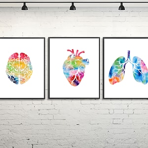 Human brain heart lungs watercolor print, medicine office decor, anatomy prints, clinic decor, medical art, graduation gift, Set of 3 - A1