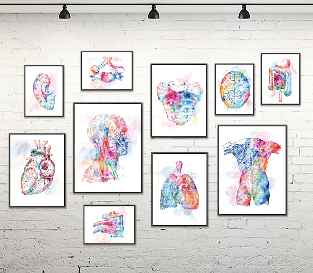 Anatomy Watercolor Print Set: Medical Office Decor, Clinic Art - S263 ...