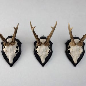 Vintage Roe Deer Antler Mount – Deer Skull – Hunting Trophy – Cabin Decor – Wooden Plaque – Denmark 1970s–1980s