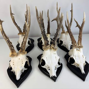 Puede incluir: Seis monturas de cráneo de ciervo con cornamentas naturales. Los cráneos están montados sobre placas de madera negras. Las cornamentas son de color marrón claro con una superficie texturizada. Los cráneos son blancos y tienen una estructura ósea visible.