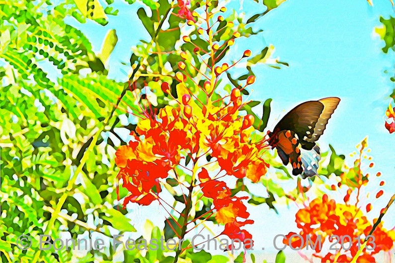 Mexican Bird Of Paradise with Monarch Butterfly Texas Art Wall Art Giclee Print image 2
