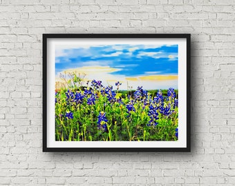 Tonya's Sunset Bluebonnets Texas Hill Country Blue Bonnet Blue State Wildflower Flower Texas Wall Art Giclee Print