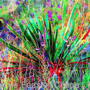 Yucca-agave gicleeprint Botanische plant Texas Hill Country