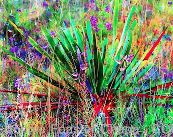 Giclee Print Yucca Agave Texas Hill Country Botanical Plant