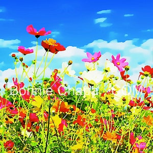 Giclee Print Poppies At The Mail Box Flowers Poppy Wildflower Texas Limited Edition Wall Art