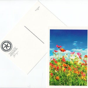 Cartão Postal Poppy Texas Flower Wildflower Texas Hill Country