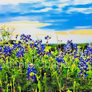 Tonya's Sunset Bluebonnets Texas Hill Country Blue Bonnet Blue State Wildflower Flower Texas Wall Art Giclee Print image 3