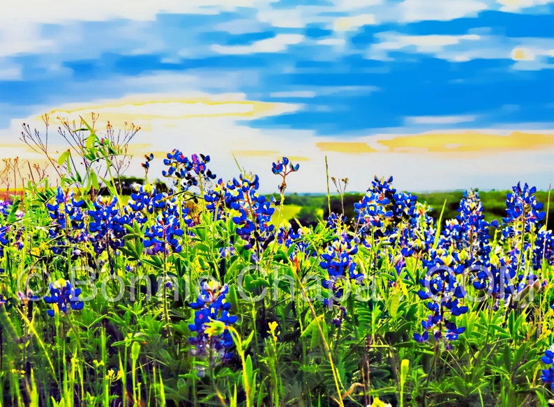 Tonya's Sunset Bluebonnets Texas Hill Country Blue Bonnet Blue State Wildflower Flower Texas Wall Art Giclee Print image 3