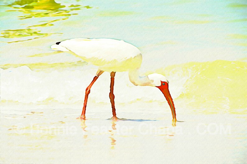Giclee Print Bird On The Beach Florida Texas Coastal Limited Edition Wall Art image 1