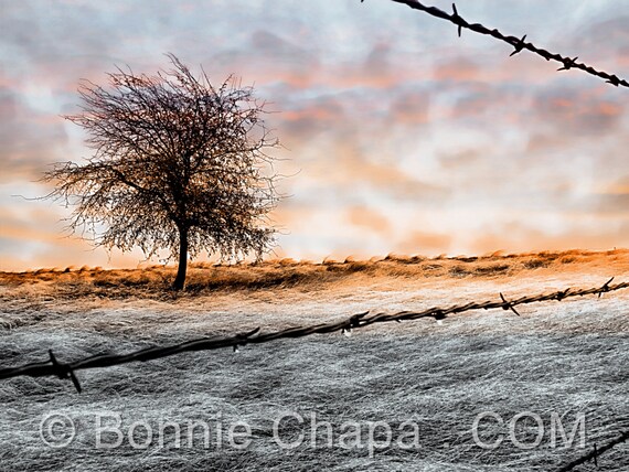 Landscape Barb Wire Fencing Fence With Barbed Wire, Green Landscape