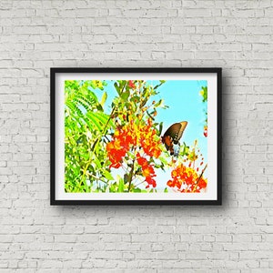 Mexican Bird Of Paradise with Monarch Butterfly Texas Art Wall Art Giclee Print image 1