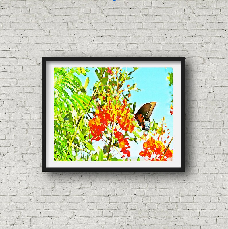 Mexican Bird Of Paradise with Monarch Butterfly Texas Art Wall Art Giclee Print image 1