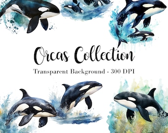 Vintage Orca Watercolor Clipart Bundle - Instant Download for Crafts & Designs. Beautifully Painted Killer Whale Images