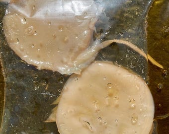 2 SCOBY orgánicos para hacer tu propia Kombucha