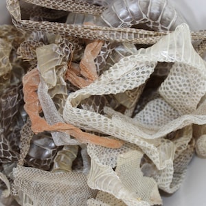 May include: A collection of shed snake skins in various colors, including tan, brown, and peach. The skins have a textured, scale-like appearance and are layered together. The image is taken from a top-down perspective.