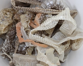 Snake Shed Mystery Grab Bag Stuffed Full of Venomous and/or Non-venomous Snake Skin