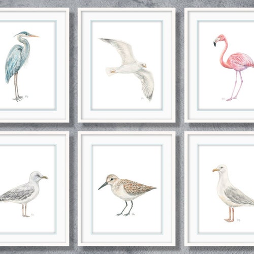 Seabird Prints Sea Bird Art Beach Bird Prints Ocean Bird Art Etsy