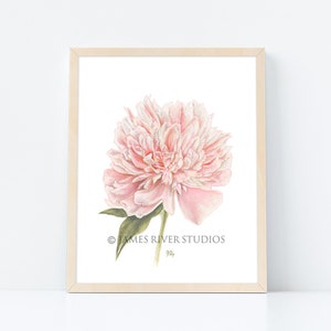 Peony Art Peony Print Peony Art Peony Watercolor Painting Peony Large Print Peony Poster Peony Wall Art Pink Peony Original Watercolor Art