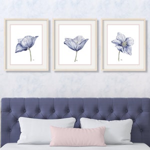 Puede incluir: Tres acuarelas enmarcadas de flores de amapola azules. Cada pintura presenta una sola flor de amapola sobre un fondo blanco.