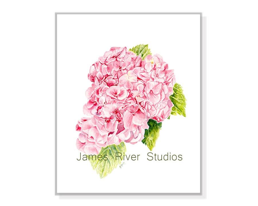 Hydrangea Painting Hydrangea Print Hydrangea Art Hydrangea Etsy
